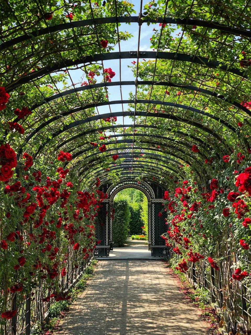 Best 500+ Garden Photos [Hd] | Download Free Photos On Unsplash