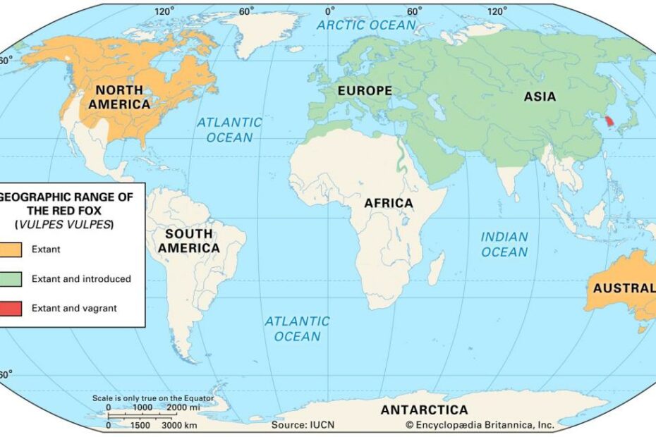 Fox Around The World: Hành Trình Khám Phá Thế Giới Của Cáo