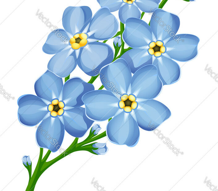 Forget Me Not Flowers Royalty Free Vector Image