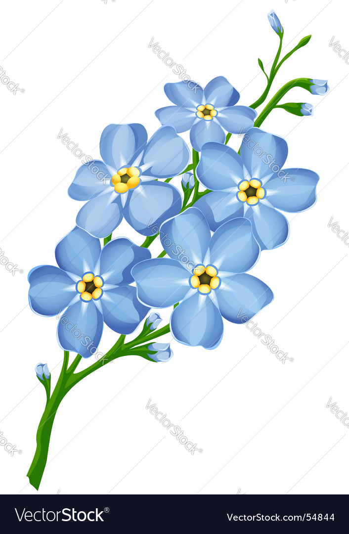 Forget Me Not Flowers Royalty Free Vector Image