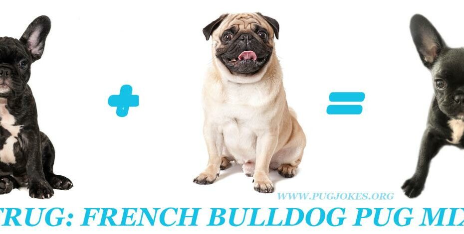 Kết Hợp Đáng Yêu: French Bulldog X Pug Trong Thế Giới Thú Cưng