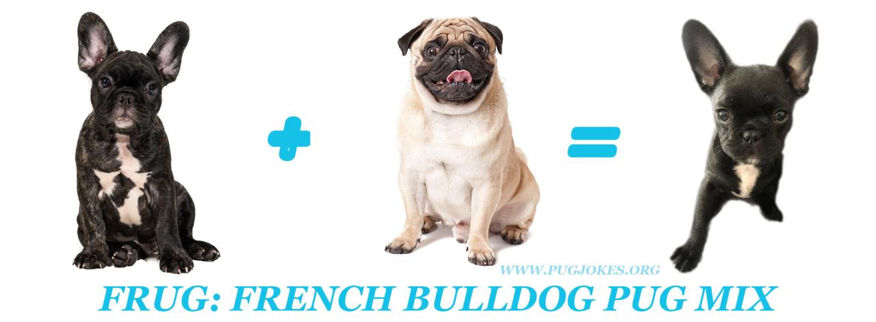 The Frug: A Pug French Bulldog Mix Breed — Weird World