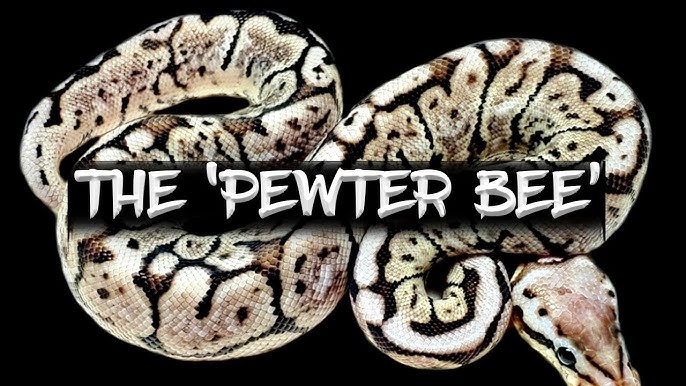 The 'Fire Bee' Ball Python - Youtube