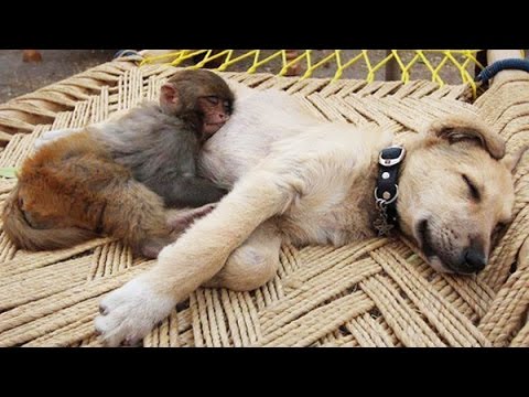 Top 10 Dogs And Monkey Pals - Youtube