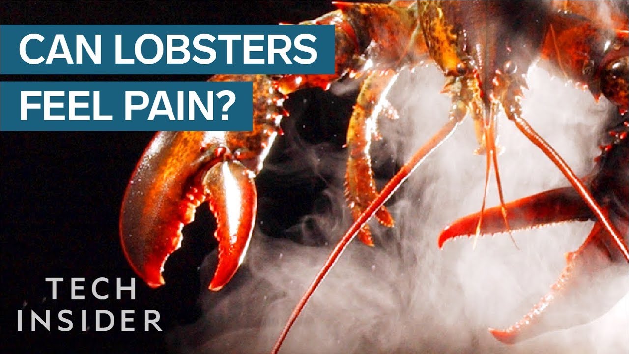How Long After A Lobster Dies Can You Eat It