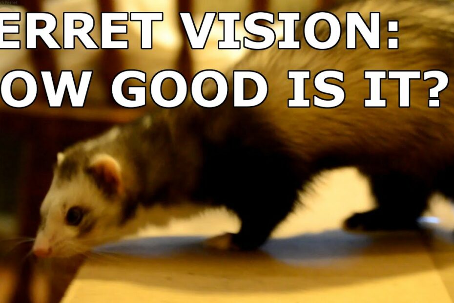 How Do Ferrets See? Update New