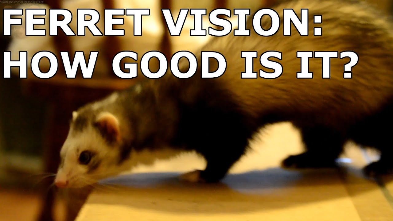 How Do Ferrets See