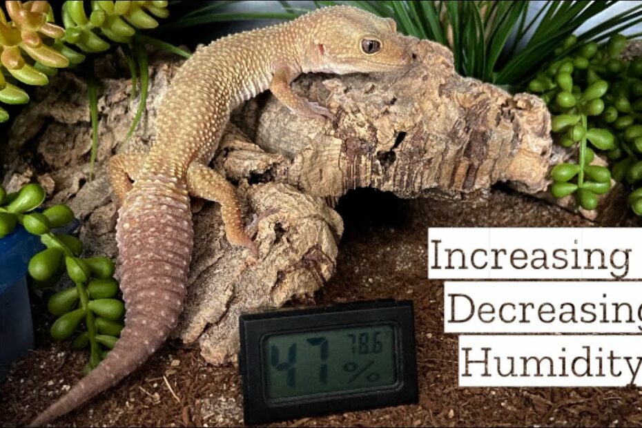 How To Lower Humidity In Gecko Tank