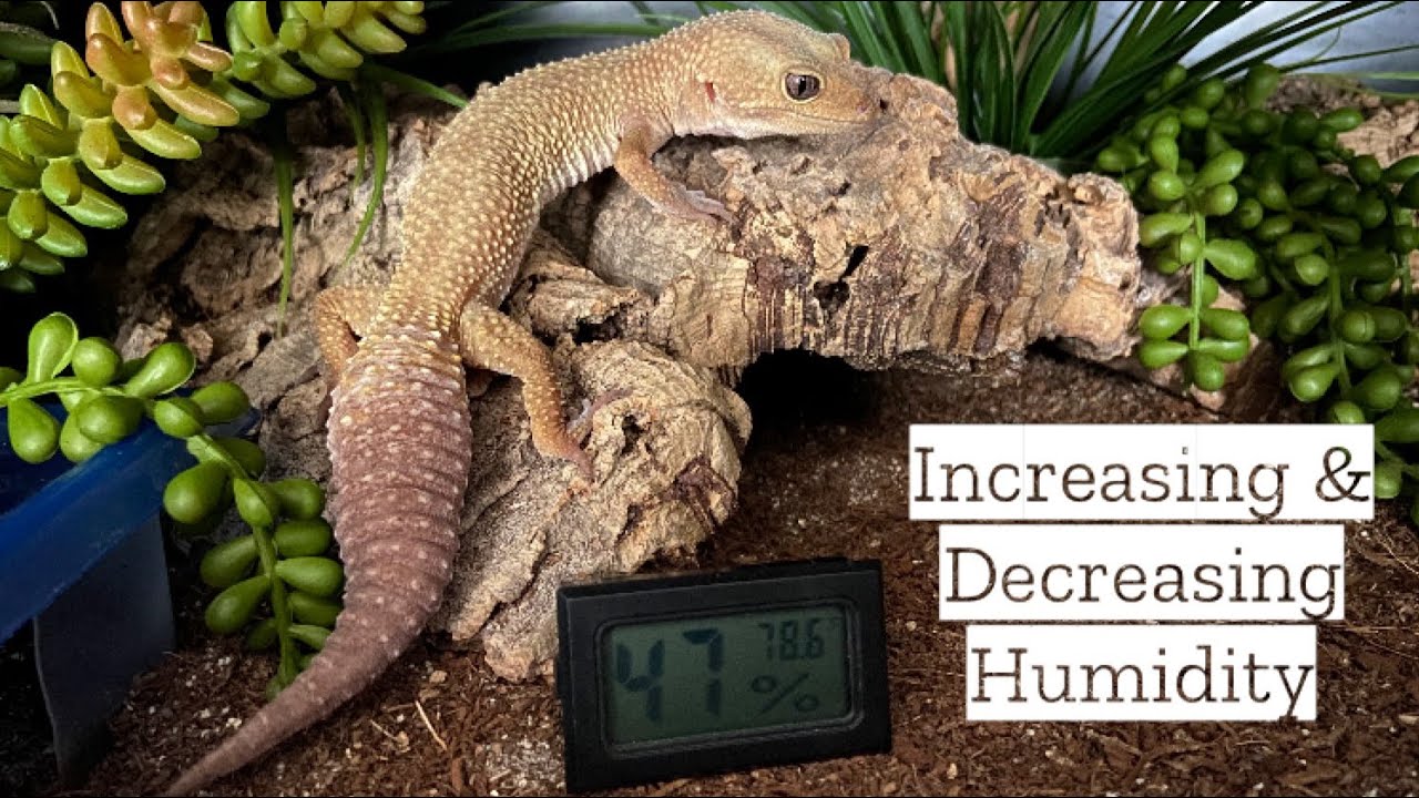 How To Lower Humidity In Gecko Tank