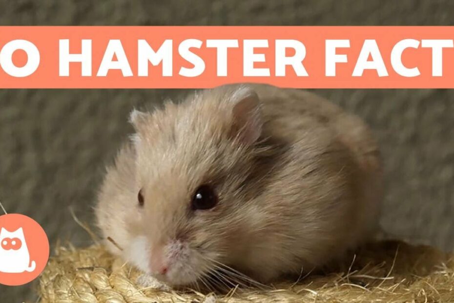 How Smart Are Hamsters? New