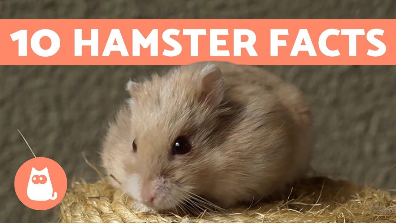 How Smart Are Hamsters