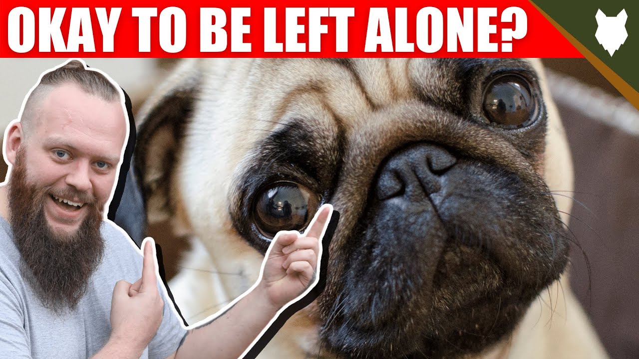 How Long Can You Leave A Pug Alone