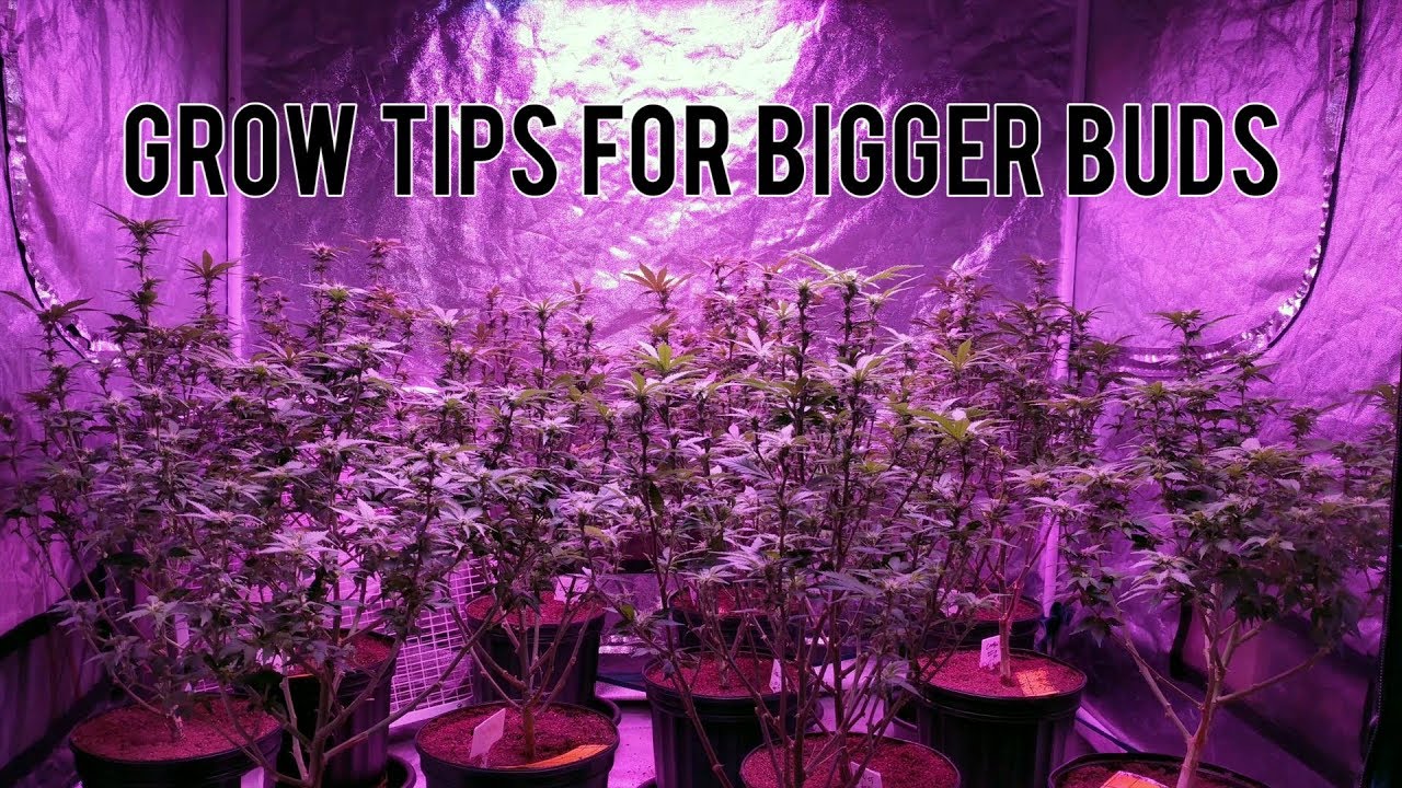 How Big Should Buds Be At 4 Weeks