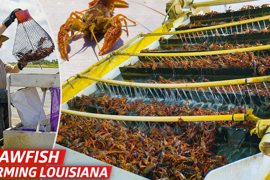 How Much Does 60 Lbs Of Crawfish Cost