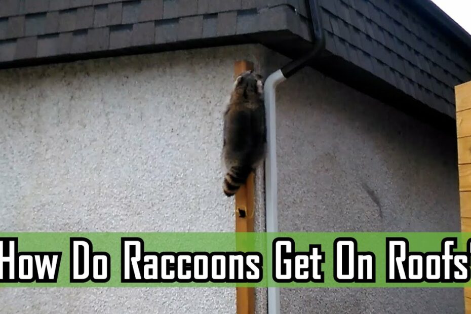 How To Keep Animals Off Your Roof