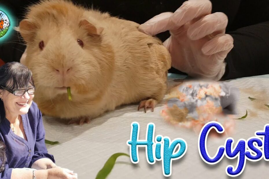 How To Treat Guinea Pig Cyst At Home