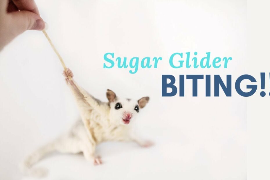 How To Get A Sugar Glider To Stop Biting