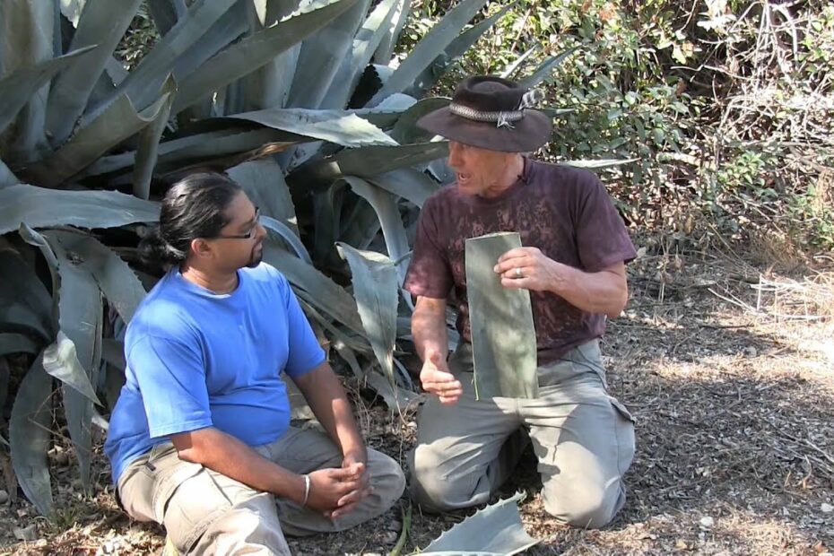 How To Treat Agave Puncture? New