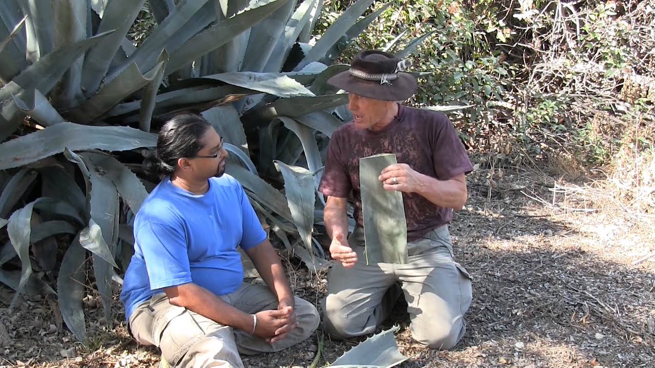 How To Treat Agave Puncture