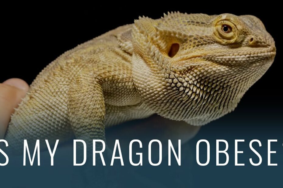 How To Tell If Bearded Dragon Is Overweight? Update