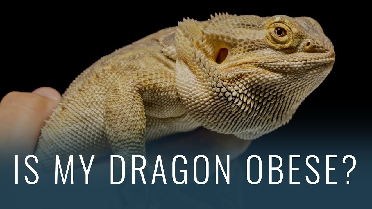 How To Tell If Bearded Dragon Is Overweight