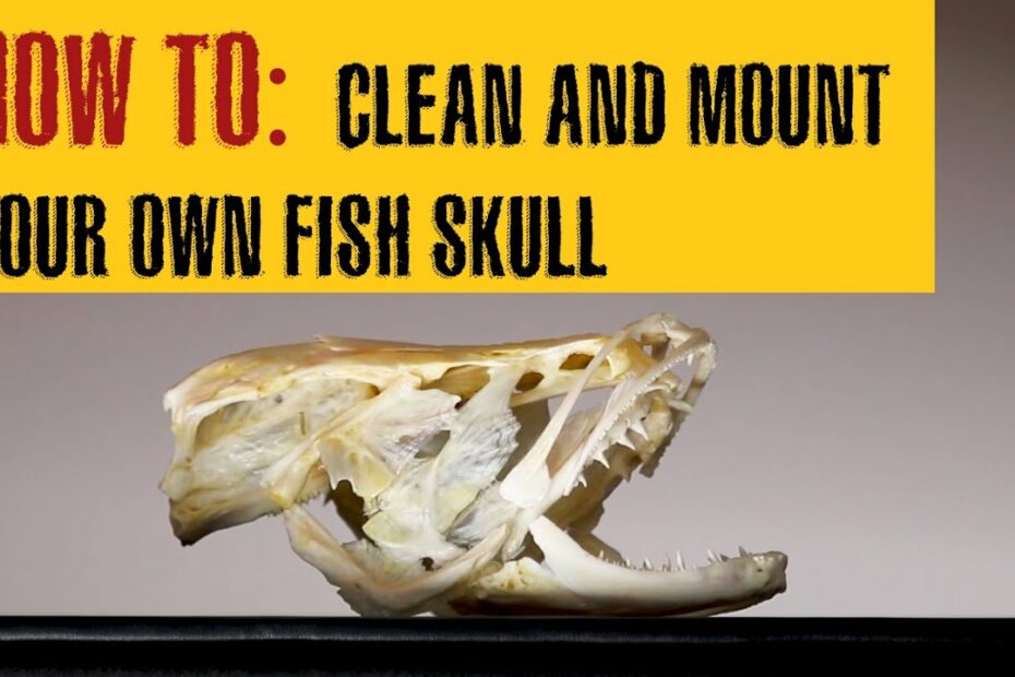 How To Preserve A Fish Head? New Update