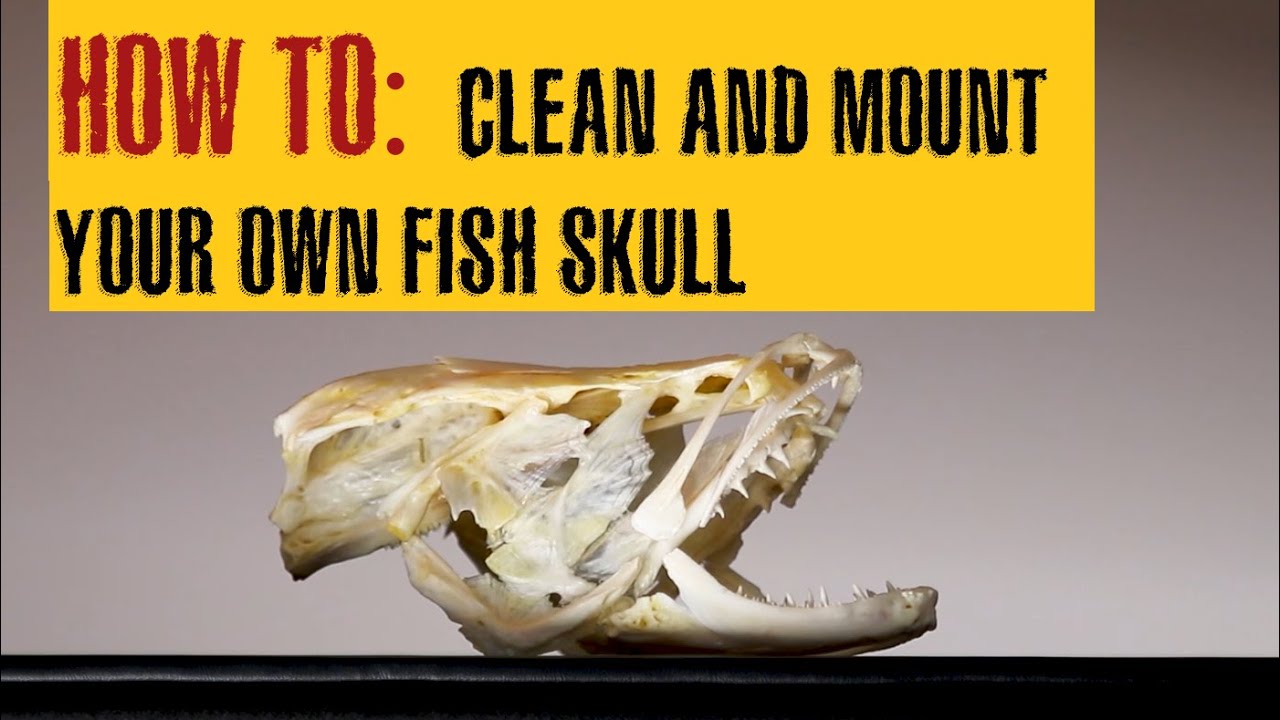 How To Preserve A Fish Head