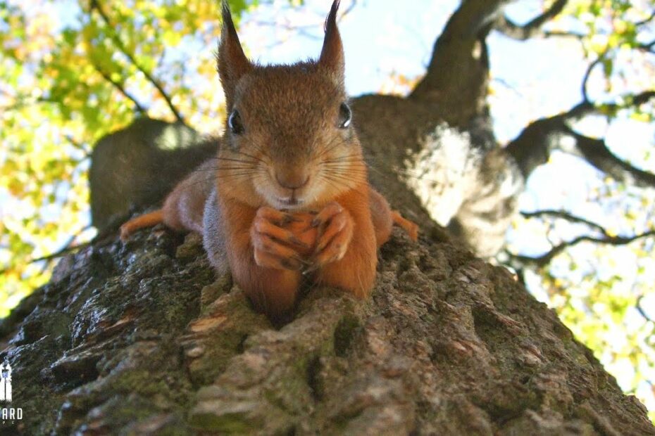 How To Feed Squirrels Without Attracting Rats? New Update