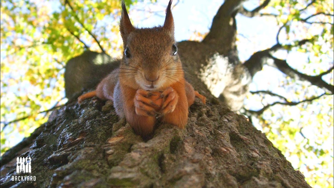 How To Feed Squirrels Without Attracting Rats