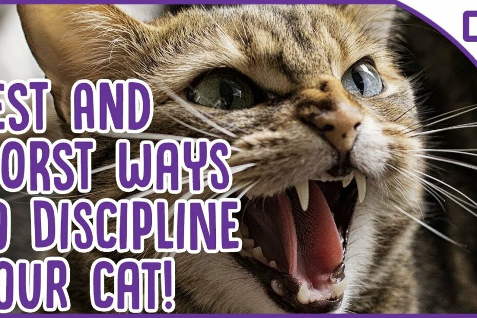 How To Discipline A Bengal Cat? Update