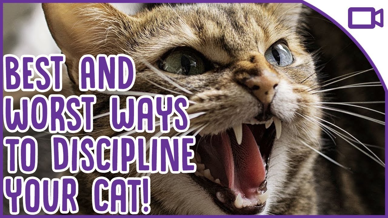 How To Discipline A Bengal Cat