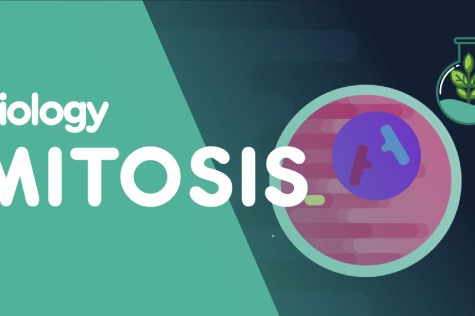 What Phase Of Mitosis Is Shown In The Diagram Below? New