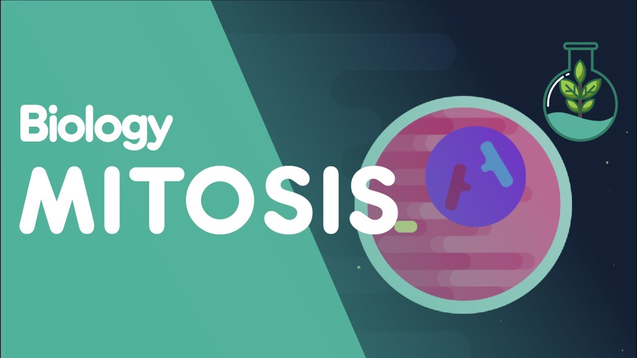 What Phase Of Mitosis Is Shown In The Diagram Below