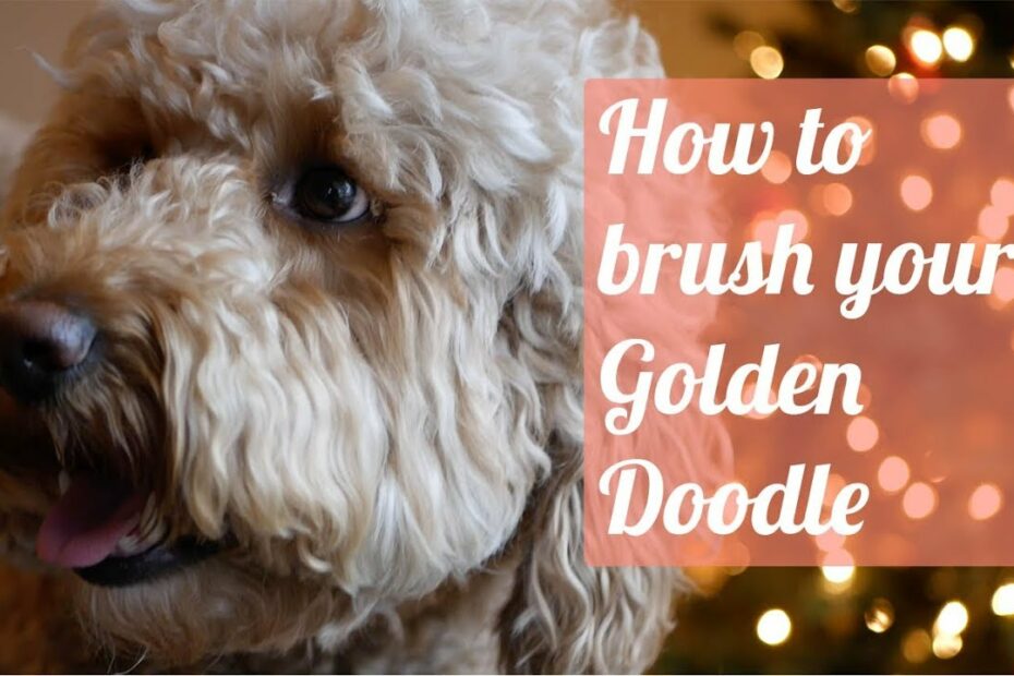 How To Brush A Doodle