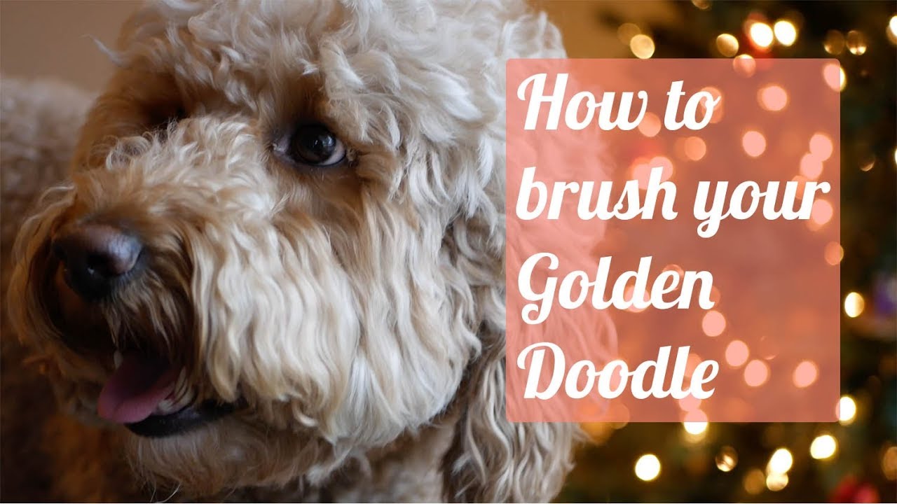 How To Brush A Doodle