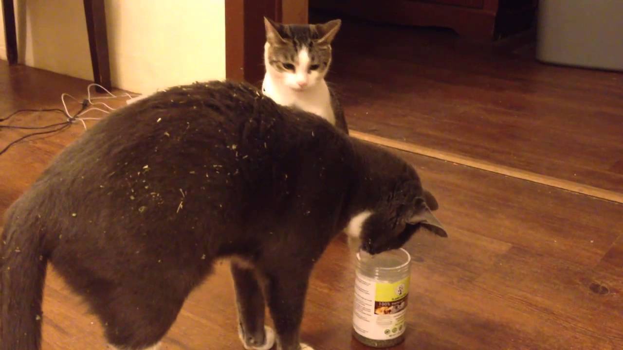 Cats And Catnip - Funny! - Youtube