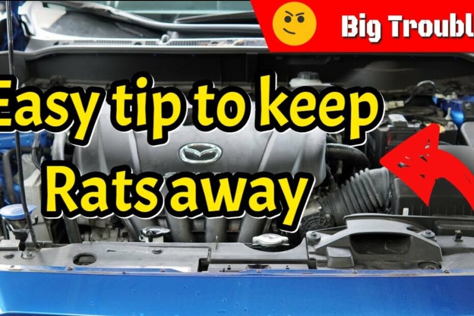 How To Get A Possum Out Of Your Car Engine? Update New