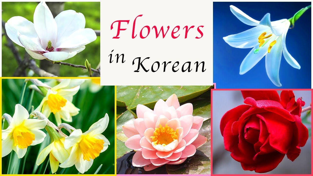 How To Say Flower In Korean