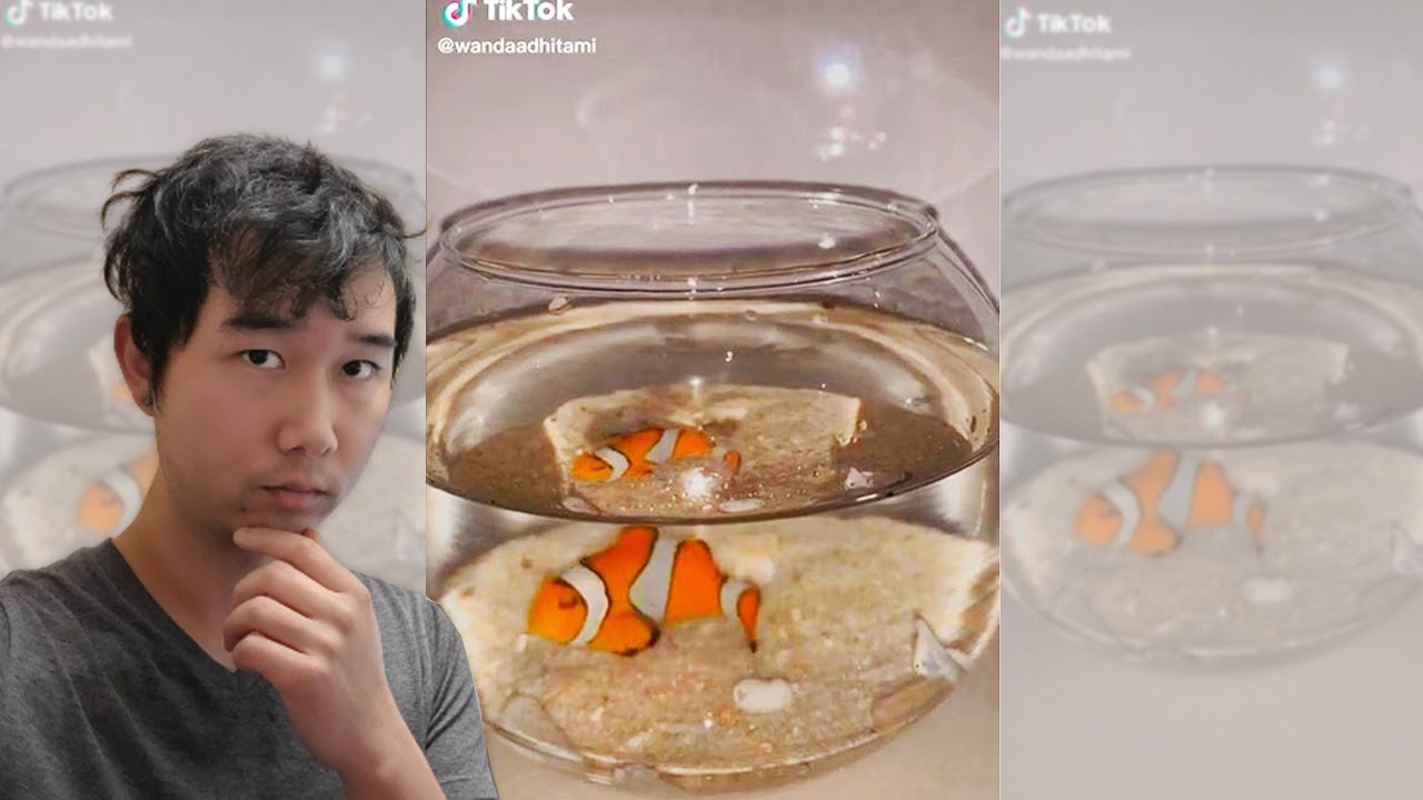 How Long Can Clownfish Go Without Eating