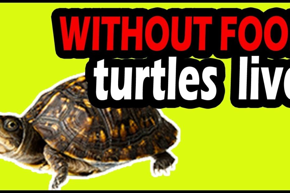 How Long Can Tortoises Go Without Food? New Update