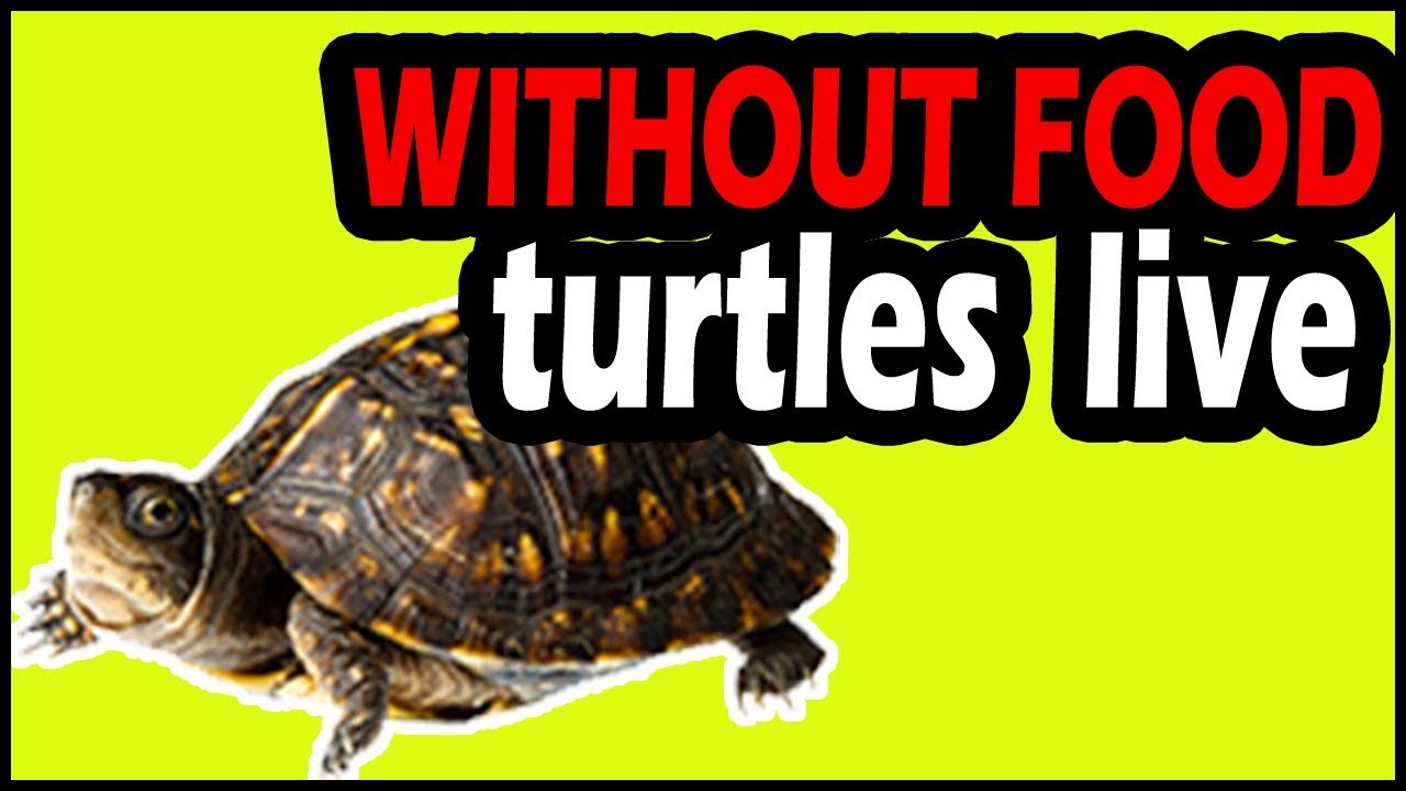 How Long Can Tortoises Go Without Food