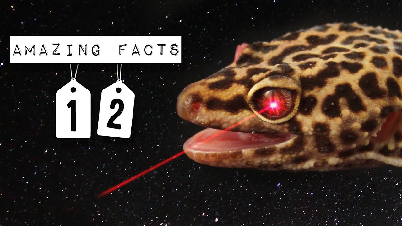 How Intelligent Are Leopard Geckos