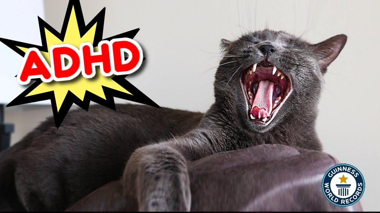 How To Tell If Your Cat Has Adhd