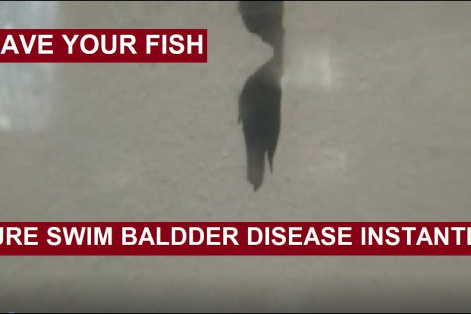 How To Cure Swim Bladder Disease In Molly Fish
