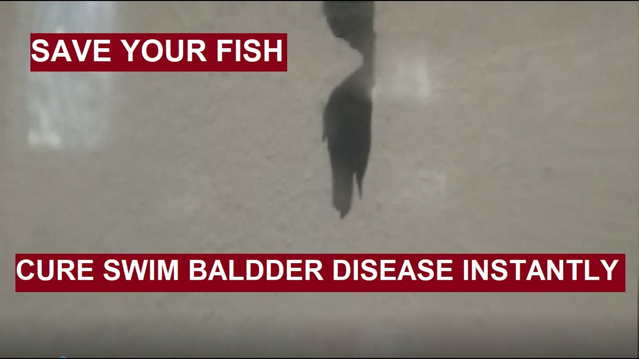 How To Cure Swim Bladder Disease In Molly Fish