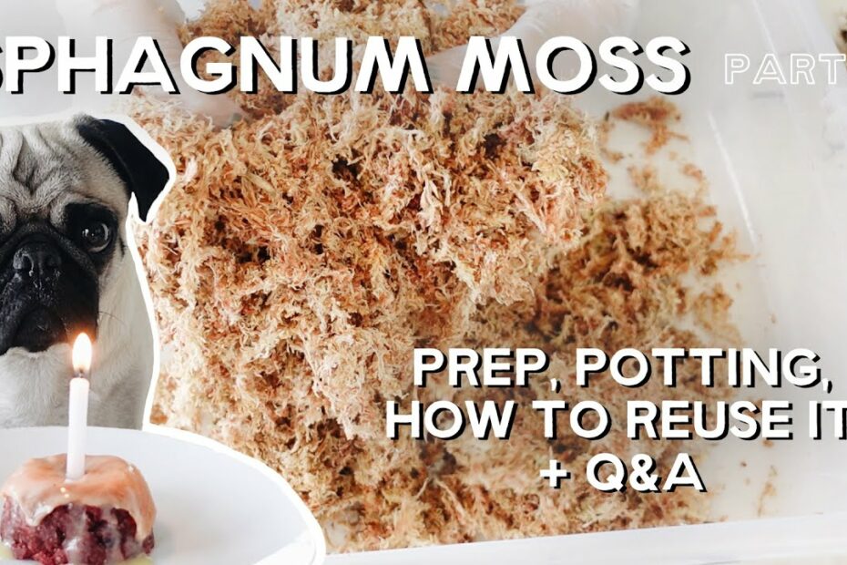 How To Clean Sphagnum Moss