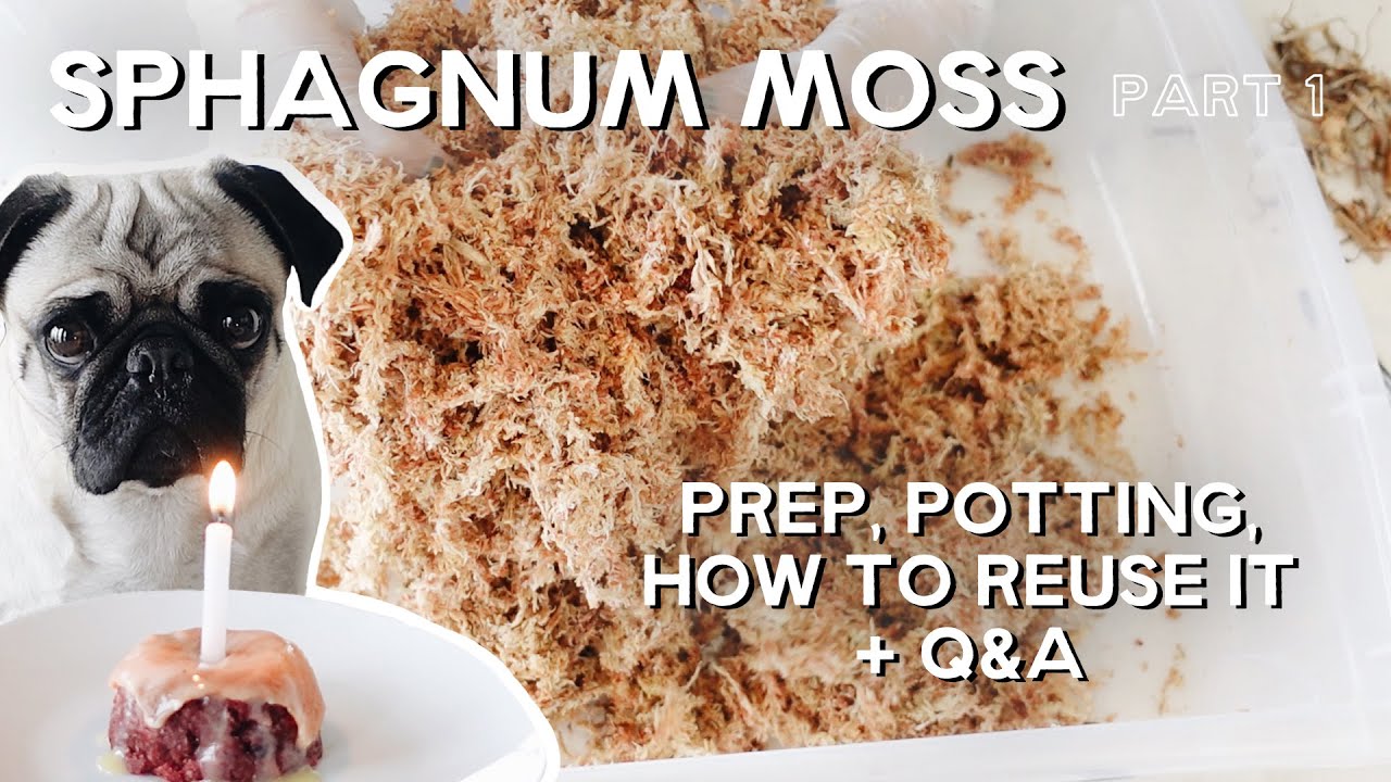 How To Clean Sphagnum Moss