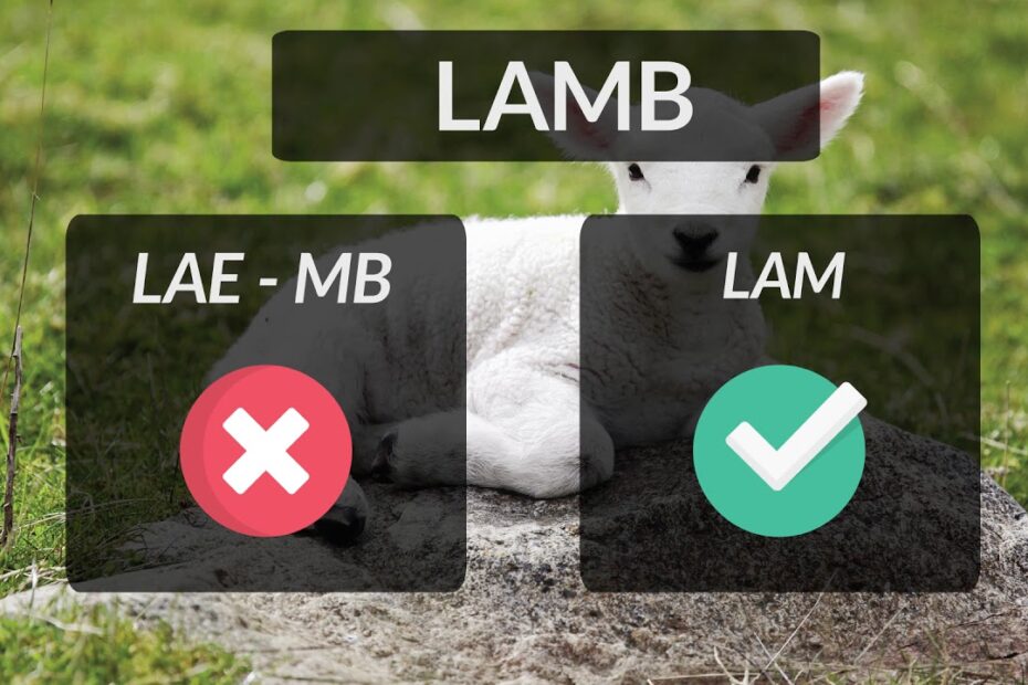How To Pronounce Lamb