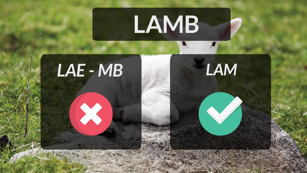 How To Pronounce Lamb