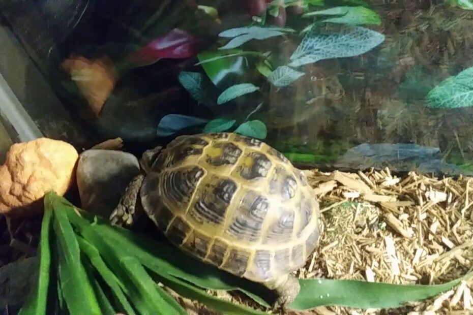 How To Tell The Age Of A Russian Tortoise